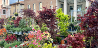 Ravenna in fiore: weekend di Pasqua pieno di fiori, profumi e bellezza in centro