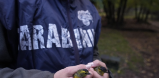 Sequestrati 42 esemplari di uccelli appartenenti a varie specie autoctone