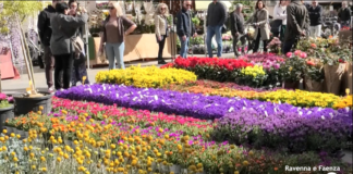 Piazza del Popolo si colora: inaugurata Ravenna in Fiore