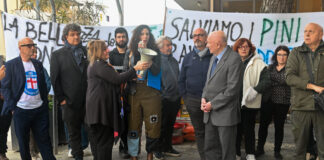 Segnalazione dei cittadini alla polizia contro gli abbattimenti dei pini in viale Romagna