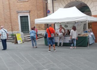 Il Bianchetto di pineta protagonista da oggi della Tartufesta 2025