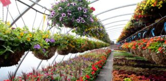 Florovivaismo: Coldiretti/Filiera Italia, ottenuta esenzione definitiva del contributo ambientale sui vasi per imprese