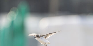 Involati i piccoli fratini a Marina Romea, nell’unico nido 2025 delle coste antropizzate dell’Emilia Romagna