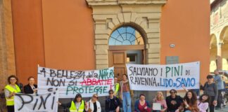 Pini di Lido di Savio: il TAR dichiara improcedibile il ricorso