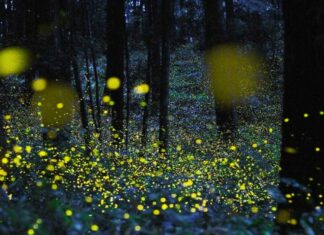 Due passeggiate nel bosco di Fusignano alla scoperta delle lucciole