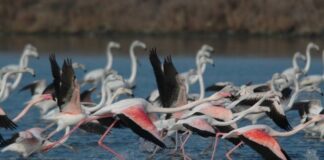 HAPPY BIRDS DAYS: un evento unico nel cuore del Parco del Delta del Po a Marina Romea
