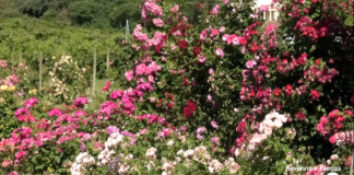 Nuovo percorso sensoriale terapeutico nel giardino di Persolino