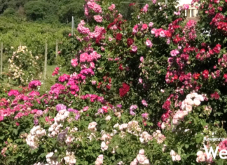 Nuovo percorso sensoriale terapeutico nel giardino di Persolino