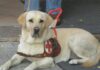 Lions Club Ravenna Host: una lotteria per donare un cane guida a una signora cieca
