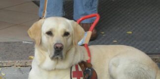 Lions Club Ravenna Host: una lotteria per donare un cane guida a una signora cieca