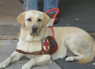 Lions Club Ravenna Host: una lotteria per donare un cane guida a una signora cieca