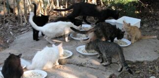 Marzia Giorgio (AVS): “grido dall’allarme dell’Associazione Baghera e i randagi della Pineta”