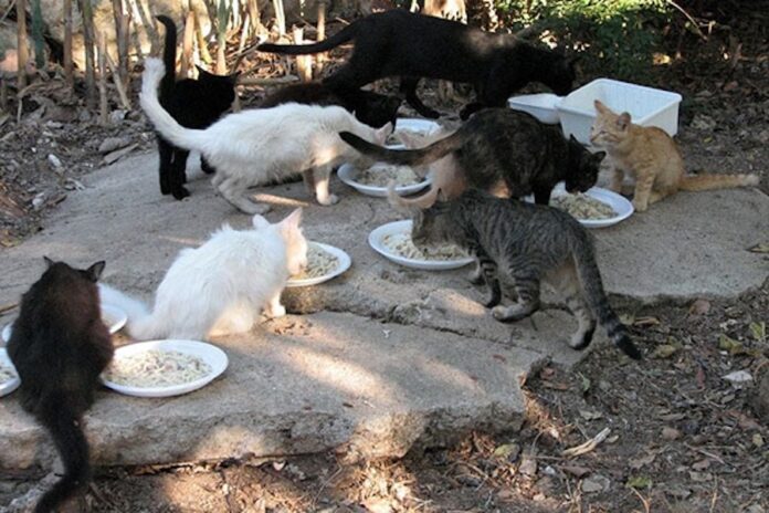 gatti- pineta-colonia-felina-h