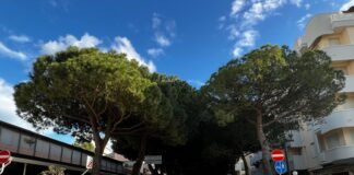Pini Lido di Savio sotto indagine della magistratura. Ma Comune di Ravenna tira dritto e abbatte!!!