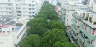 Nuovo presidio per i pini davanti al tribunale