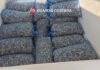 Controlli della Guardia Costiera a Cervia: sequestrati 800 kg di vongole e sanzioni per oltre 3.500 euro