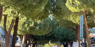 Pini di Lido di Savio: gli attivisti chiamano due esperti internazionali
