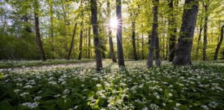Bassa Romagna: una passeggiata sensoriale al parco del Loto