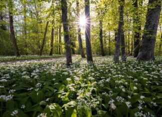Bassa Romagna: una passeggiata sensoriale al parco del Loto