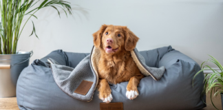 Cura della pelle negli animali: cosa sapere su irritazioni, arrossamenti e soluzioni naturali