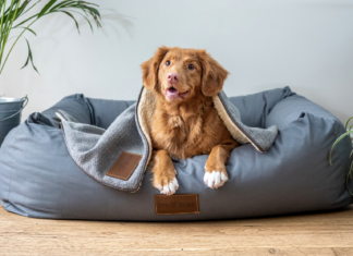 Cura della pelle negli animali: cosa sapere su irritazioni, arrossamenti e soluzioni naturali