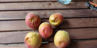 Grandine e vento forte, danni in collina alla frutta in raccolta