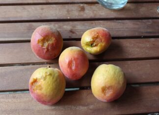 Grandine e vento forte, danni in collina alla frutta in raccolta