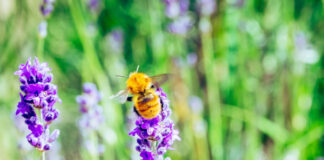 Luglio di eventi al Giardino delle Erbe di Casola Valsenio