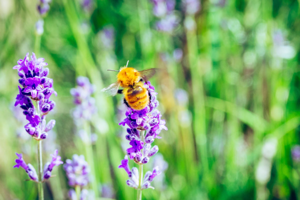 big-ticket-image-60a615f0d014c558712562-cropped600-400-dpl-60d97c896cce0(1)