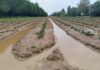 Maltempo in Romagna, la situazione nei terreni delle cooperative