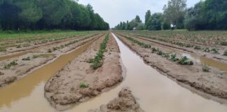 Maltempo in Romagna, la situazione nei terreni delle cooperative