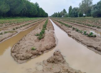 Maltempo in Romagna, la situazione nei terreni delle cooperative