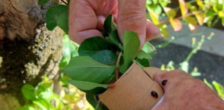 Cotignola: coccinelle contro afidi, prosegue la lotta biologica