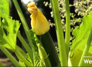 Inaugurati nuovi orti terapeutici alla Residenza Sant’Umiltà di Faenza