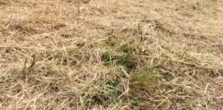 Caponegro-Zaffagnini (FdI): Erba alta e mancato trasporto di vegetazione tagliata sono la realtà di una faccia del degrado. Cosa fa l’amministrazione?