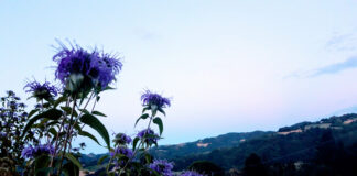 Due appuntamenti ad agosto al Giardino delle Erbe di Casola Valsenio