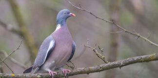 Enpa: sui colombacci ci appelliamo agli “operatori”, non siano complici dello sterminio di adulti e piccoli. La nostra denuncia è ancora valida