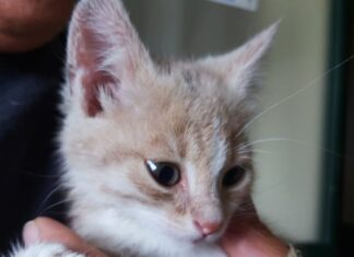 Torna la spesa solidale e la Giornata Enpa contro l’Abbandono degli animali