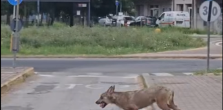 Lupo avvistato in viale Randi: “Ignoratelo e non dategli da mangiare”