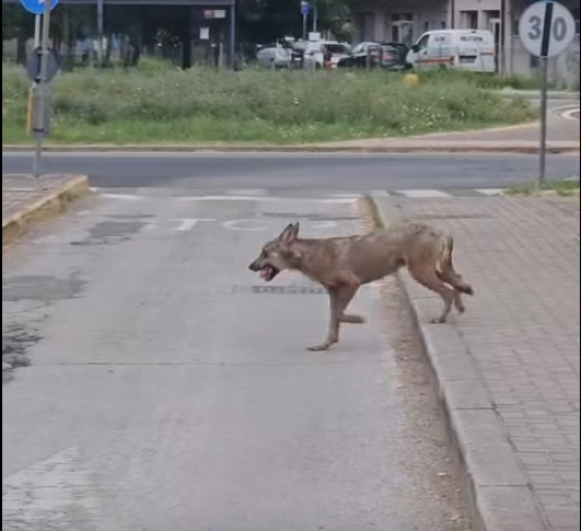 Schermata 2025-07-07 alle 13.01.18