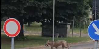 Avvistamento del lupo. Riunione in Prefettura: “Mantenersi a distanza e non lasciare cibo”