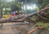 Albero di 80 anni caduto nell’area di un chiosco