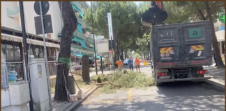 L’abbattimento dei 10 pini di Lido di Savio arriva in Regione. Interrogazione di Fratelli d’Italia