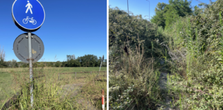 Ancisi (LpRa): Pista ciclopedonale tra Mirabilandia e Savio totalmente invasa da sterpaglie e sottobosco