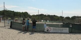 Un nido da 98 uova di tartaruga al Bagno Susanna. Cestha: “Domani la prima riunione con i volontari”