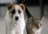 L’Unione della Romagna Faentina centralizza e unifica i servizi per cani e gatti