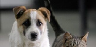L’Unione della Romagna Faentina centralizza e unifica i servizi per cani e gatti