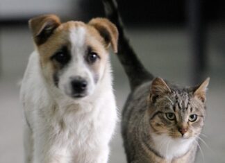 L’Unione della Romagna Faentina centralizza e unifica i servizi per cani e gatti
