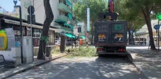 Ancisi (LpRa): Verdi cocomero applaudono l’assassinio di 10 pini sanissimi