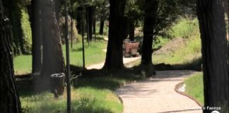 Via Lapi: i lavori alla ciclopedonale e alla rampa dovrebbero terminare entro la fine di agosto